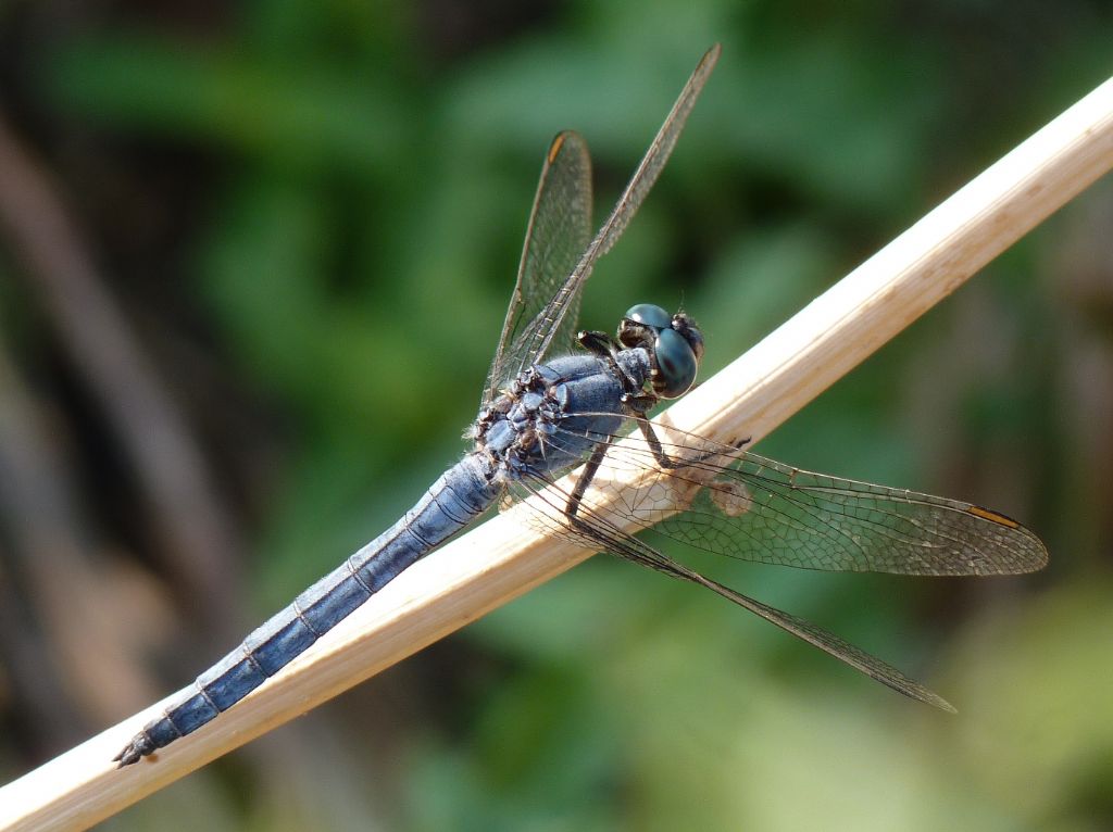 Orthetrum chrysostigma? no, O. coerulescens anceps